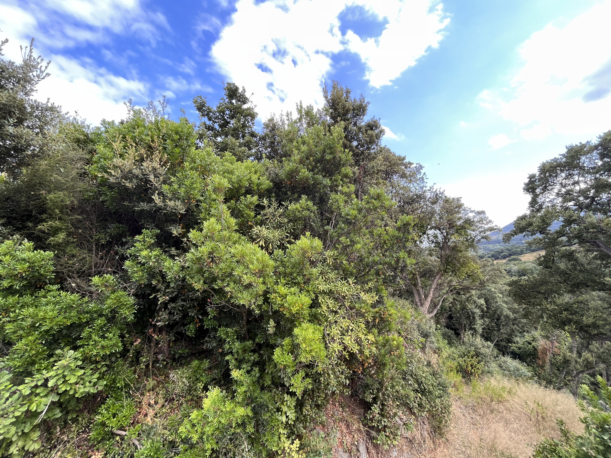 TERRAIN CONSTRUCTIBLE CERVIONE