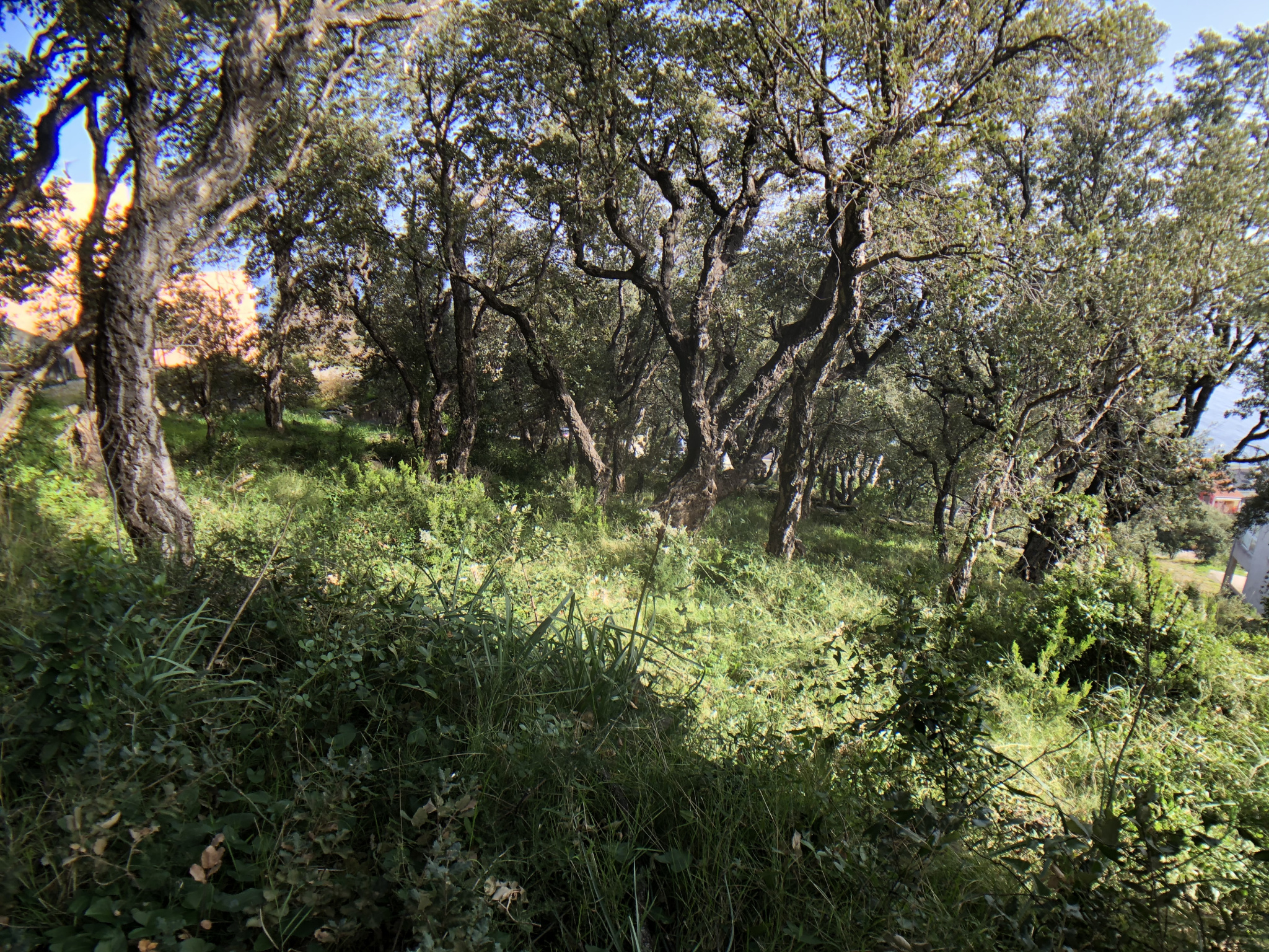 ERBALUNGA - TERRAIN 1600M2 - VUE MER