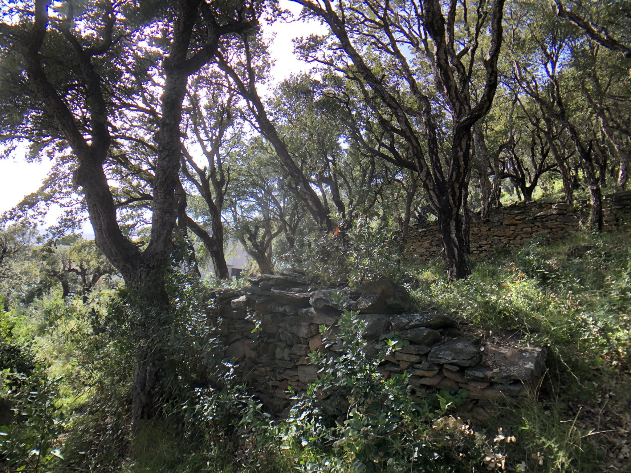 ERBALUNGA - TERRAIN 1600M2 - VUE MER
