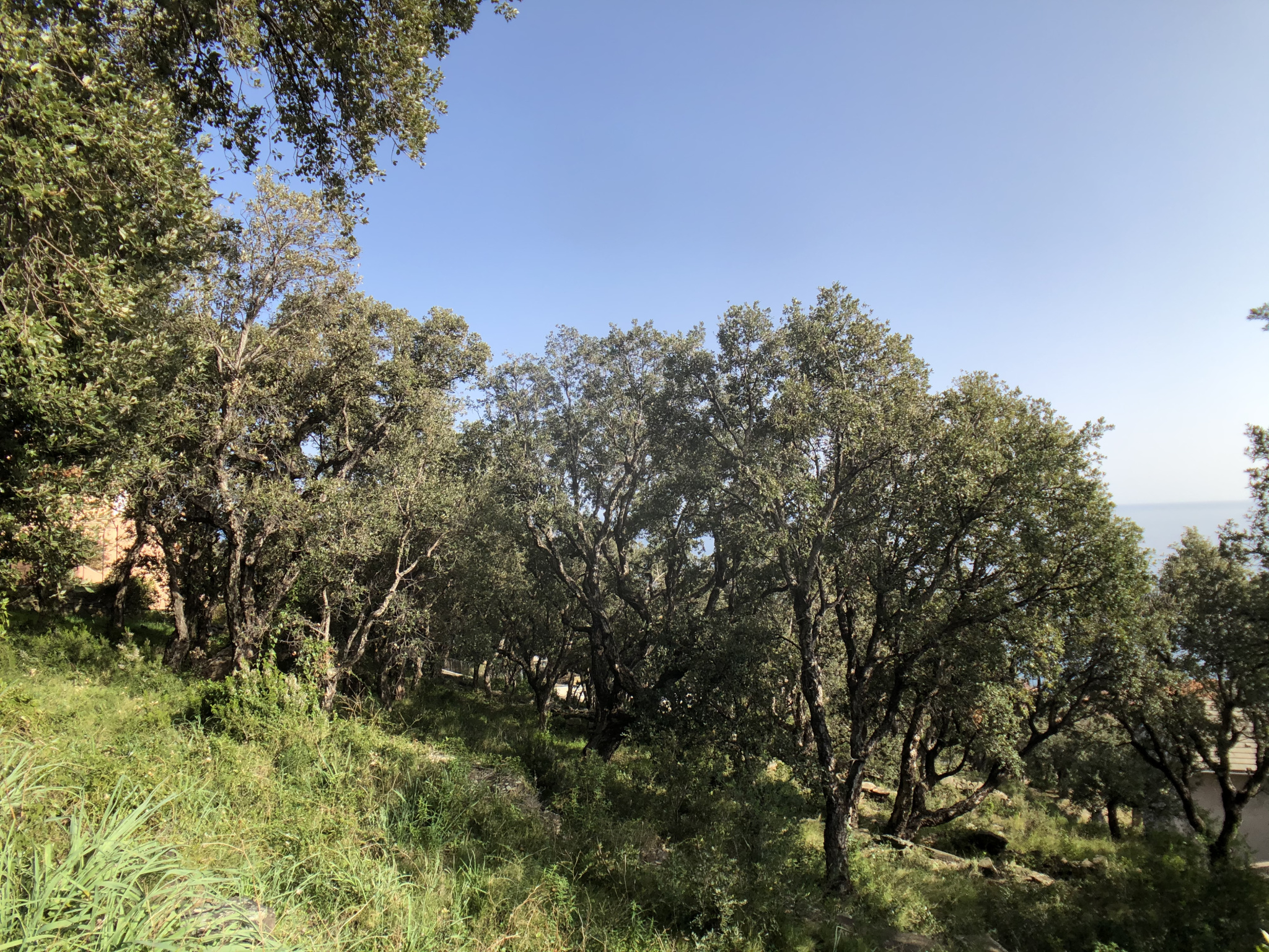 ERBALUNGA - TERRAIN 1600M2 - VUE MER