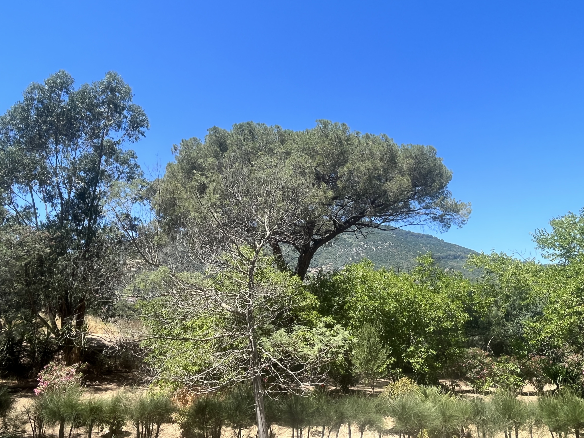 AJACCIO -  GRAND T3 REFAIT A NEUF QUARTIER LORETTO